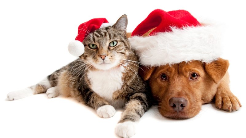 O Natal é um período de agradar o próximo, e isso inclui os animais. - Imagem: WebSubstance/iStock