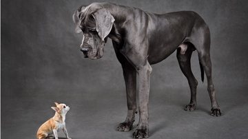 Entenda o que dizem os especialistas sobre o boato de que cachorro grande vive menos. - (eAlisa / iStock)