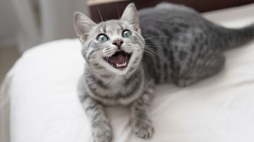 Esses cheirinhos deixam seus gatos loucos de alegria! - Irina Shatilova/ iStock