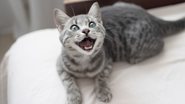 Esses cheirinhos deixam seus gatos loucos de alegria! - Irina Shatilova/ iStock