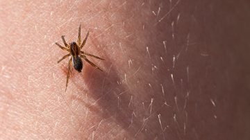 Essas aranhas possuem muito poder na sua picada e você precisa ter cuidado e atenção. - (gashgeron / iStock)