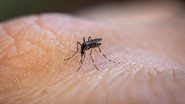 Veja como evitar o Aedes aegypti - cacio murilo de vasconcelos / iStock