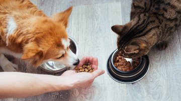 Veja opções saudáveis para alimentar o seu pet. - anastas_ / istock