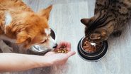 Veja opções saudáveis para alimentar o seu pet. - anastas_ / istock
