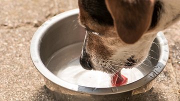 O carvão ativado pode ser dissolvido em água e ajudar cães em momentos de intoxicação. - (K_Thalhofer / iStock)