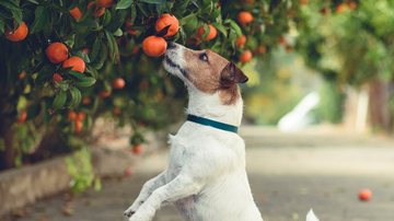 Entenda como a laranja pode ajudar o seu cão. - (alexei_tm / iStock)