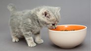 Mantenha o seu gato filhote nutrido com essas opções de ração. - (Okssi68 / iStock)