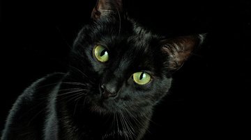 Veja nomes criativos para dar ao seu gato preto. - inese2701 / istock