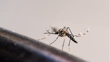 Saiba tudo sobre o ciclo de vida e a reprodução do mosquito da dengue. - (JPTis2016 / iStock)