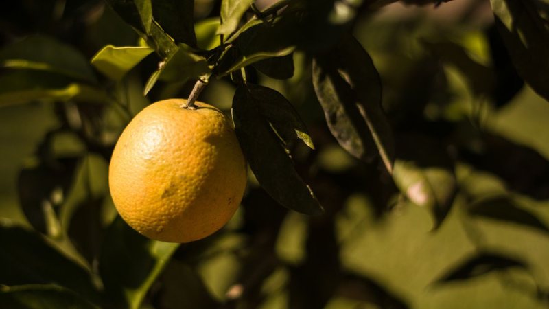 Aprenda como plantar a laranja perfeita. - Flávia Baumel/ iStock
