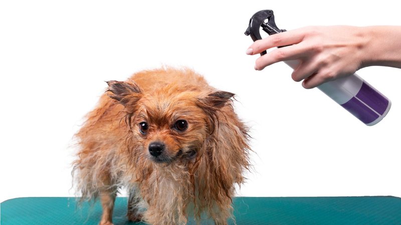 Descubra se perfume para cachorro é prejudicial e proteja o seu pet. - Aksakalko / istock