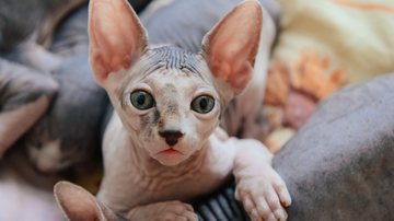 Descubra 4 raças de gato que podem surpreender você - Imagem: OlgaChan / iStock