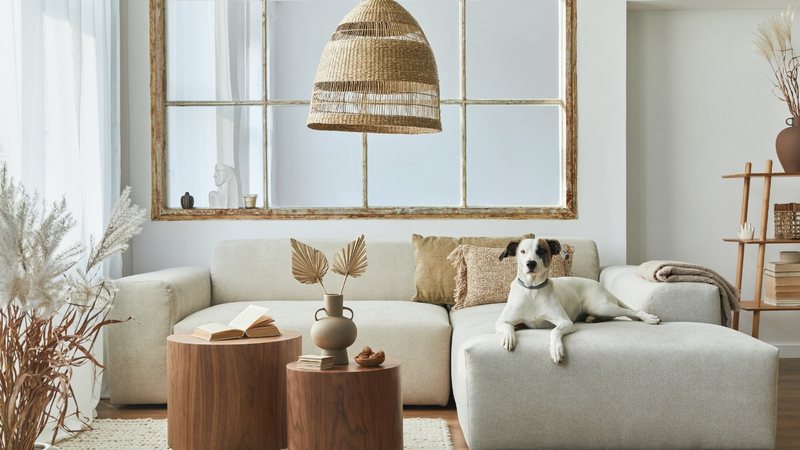 Vamos te mostrar os tecidos ideais para sofás em ambientes com presença de pets. - FollowTheFlow / istock