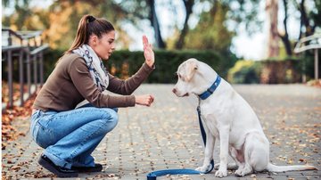 Existem algumas dicas simples para adestrar o seu pet. - Bobex-73 / istock