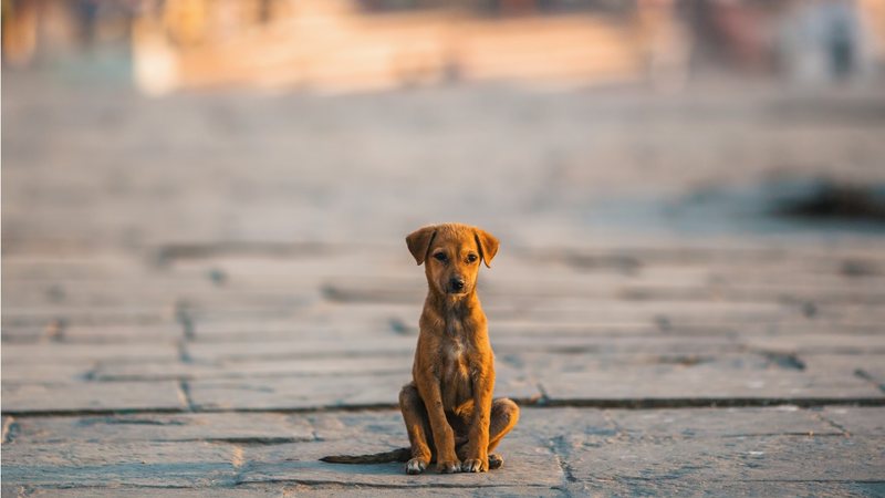 Dados da Organização Mundial de Saúde aponta que existem quase 40 milhões de cães e gatos abandonados no país inteiro. - DimaBerkut / istock