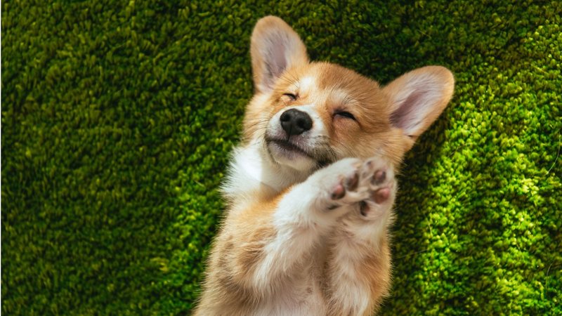 Os 10 cachorrinhos mais fofos do mundo. - LightFieldStudios / istock