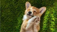 Os 10 cachorrinhos mais fofos do mundo. - LightFieldStudios / istock