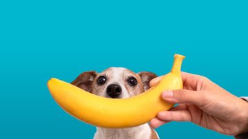 Entenda por que os pets gostam tanto de banana. - Imagem: Demkat / iStock