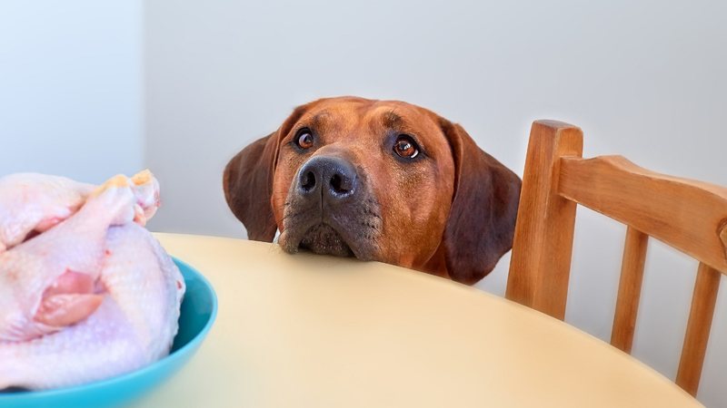 Saiba se cachorro pode ingerir frango e quais os riscos que isso pode trazer ao animal. - (Zontica / iStock)