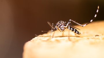 Confira alguns mitos sobre a dengue. - Wirestock / iSotck