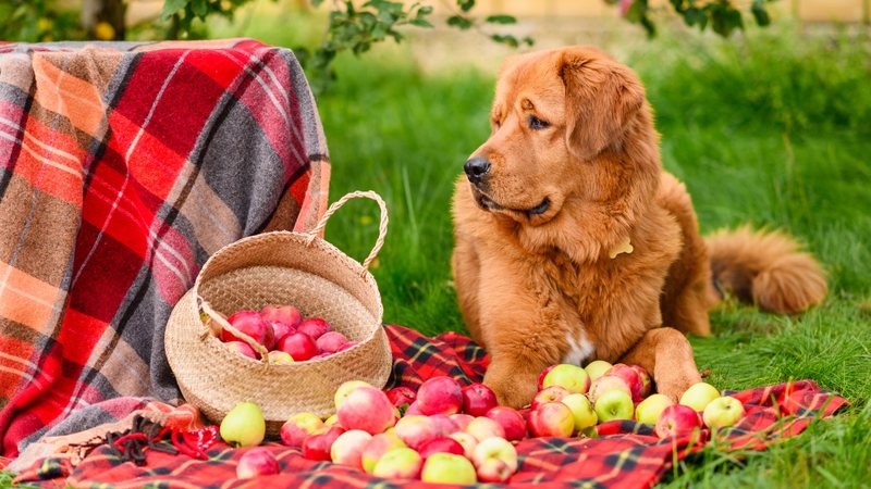 Veja quais frutas saborosas podem fazer parte da alimentação do seu pet. - Nikita Burdenkov / istock