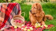 Veja quais frutas saborosas podem fazer parte da alimentação do seu pet. - Nikita Burdenkov / istock