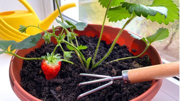 Essas dicas vão ajudar você a plantar morangos com sucesso. - (Marina Troynich / iStock)
