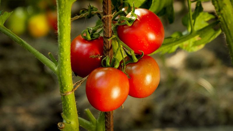 Saiba como cultivar tomates. - Imagem: Artfoliophoto / iStock