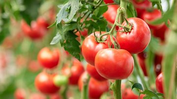 Descubra como cultivar tomate. - Denisfilm/iStock