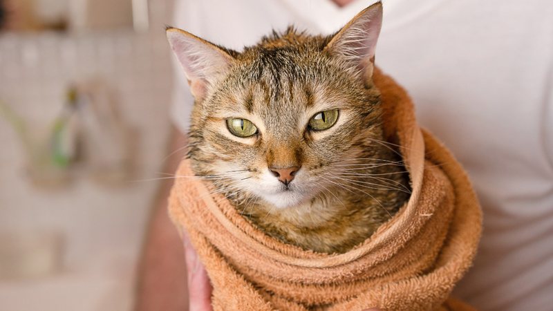 Banho seco em gato: saiba como higienizar sem estressar seu pet