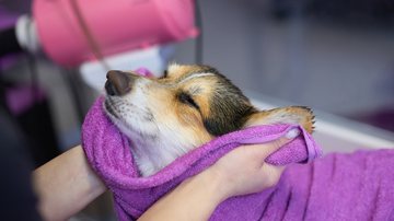Banho seco em cachorro pode ser uma boa forma de higienizar  o seu pet. - Gennadiy Kravchenko / istock