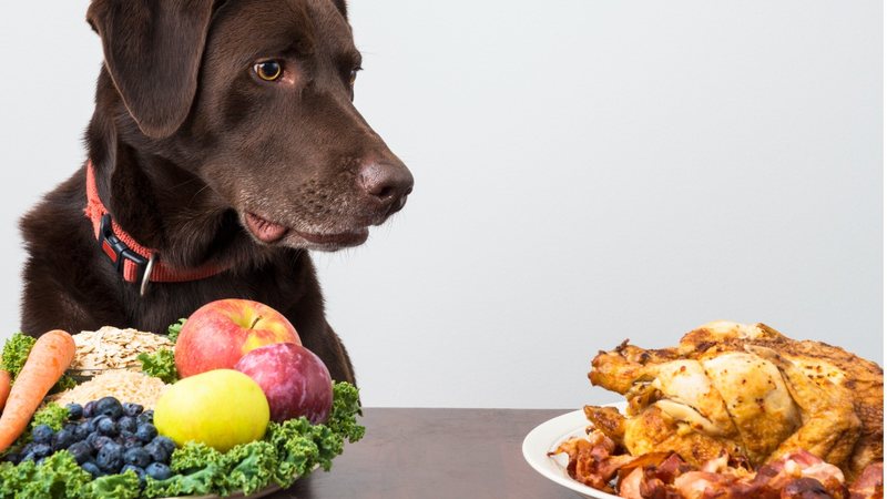Saiba se cachorro pode ingerir frango e quais os riscos que isso pode trazer ao animal. - WebSubstance/iStock