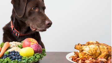 Saiba se cachorro pode ingerir frango e quais os riscos que isso pode trazer ao animal. - WebSubstance/iStock