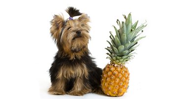 Saiba se o seu cachorro pode comer abacaxi. - Saksoni / iStock