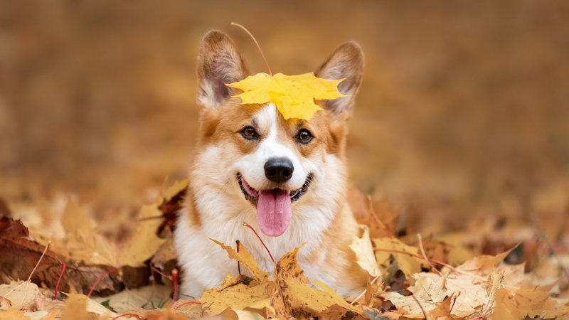 Confira alguns cuidados para redobrar com seu pet ao longo do outono. - Irina Nedikova / istock