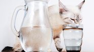 Aprenda a fazer o seu gato beber mais água. - sarkao / istock