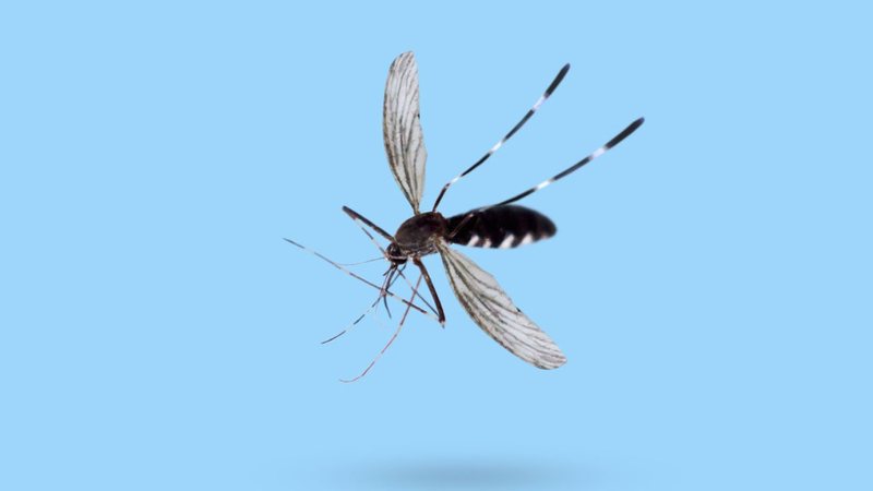 Mosquito da dengue só pica à noite? 3 comportamentos inusitados do Aedes aegypti