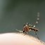 Os mosquitos da dengue têm diferenciais marcantes. - Portogas-D-Ace/ iStock