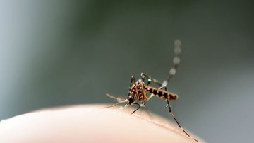 Os mosquitos da dengue têm diferenciais marcantes. - Portogas-D-Ace/ iStock