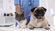 É normal os pets sentirem medo na hora de ir ao veterinário, saiba como lidar com eles. - Liudmila Chernetska/ iStock