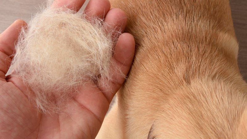 Queda de pele em cachorros pode aumentar durante o outono. - Davizro / istock