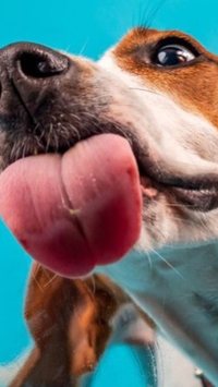 7 raças de cachorro mais populares do Brasil