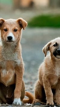 5 raças de cachorro que mais sofrem com o calor