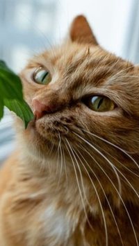 7 plantas perigosas para gatos
