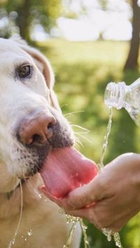 5 sinais de que seu cachorro está com calor ou desidratado