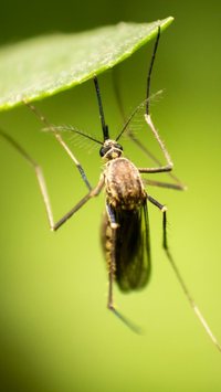 Repelente caseiro: 7 misturinhas e cheiros para manter os mosquitos longe da sua casa