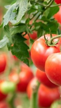 Como cultivar tomate em casa? Veja dicas para ter uma horta produtiva