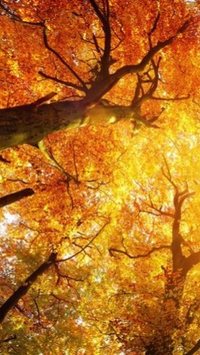 Quando começa o outono e o como será o clima da próxima estação?