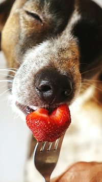 7 frutas que seu cachorro adora e que ele pode comer sem medo