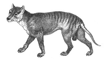 Imagem Tigre-da-tasmânia: cientistas desejam ressuscitar espécie extinta